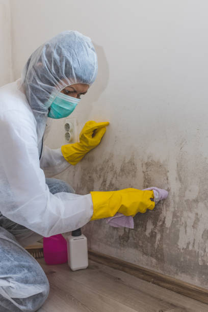 Best Mold Removal for HVAC Installations  in West Point, NY